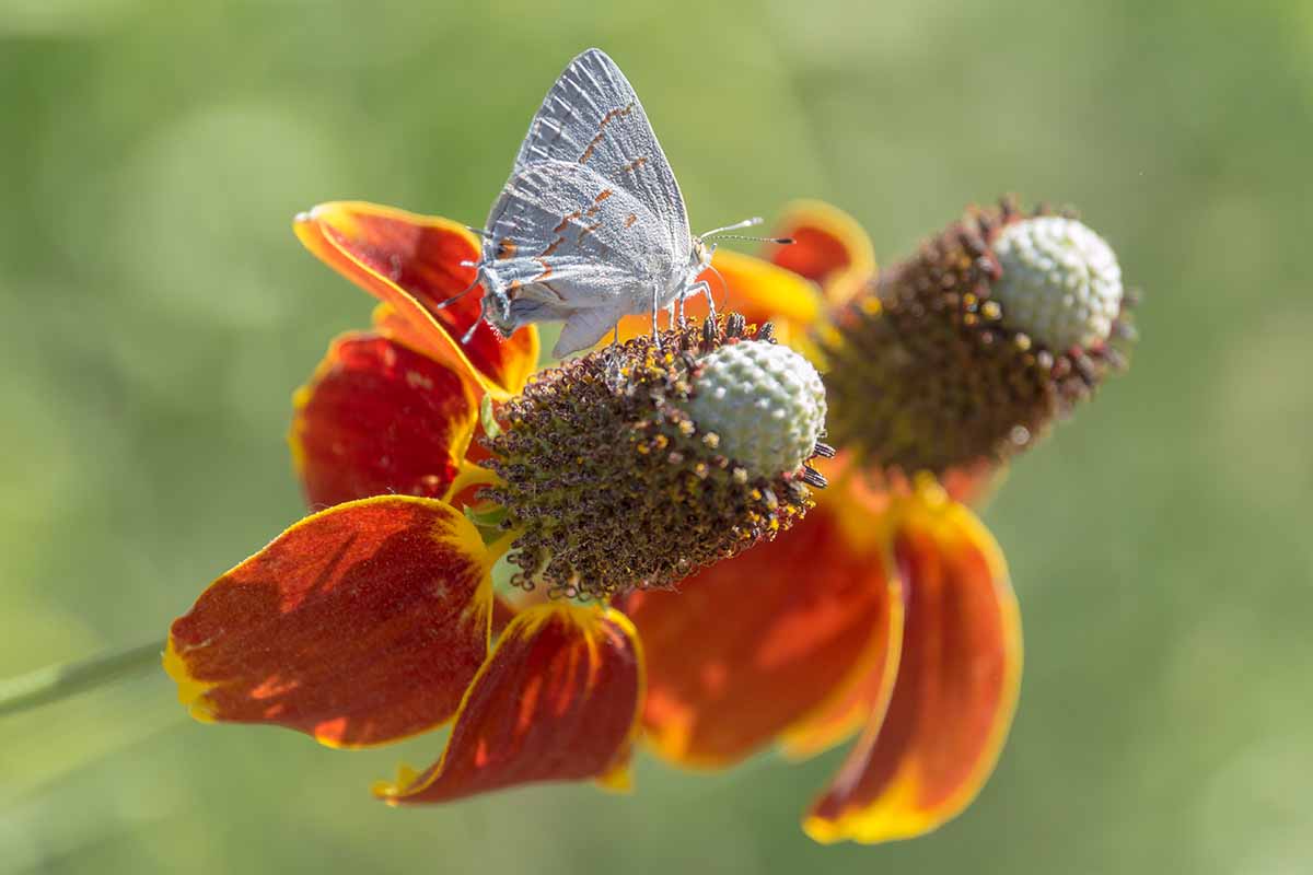 A close up image of a butterfly feeding from a Mexican hat flower, pictured in bright sunshine on a soft focus background.