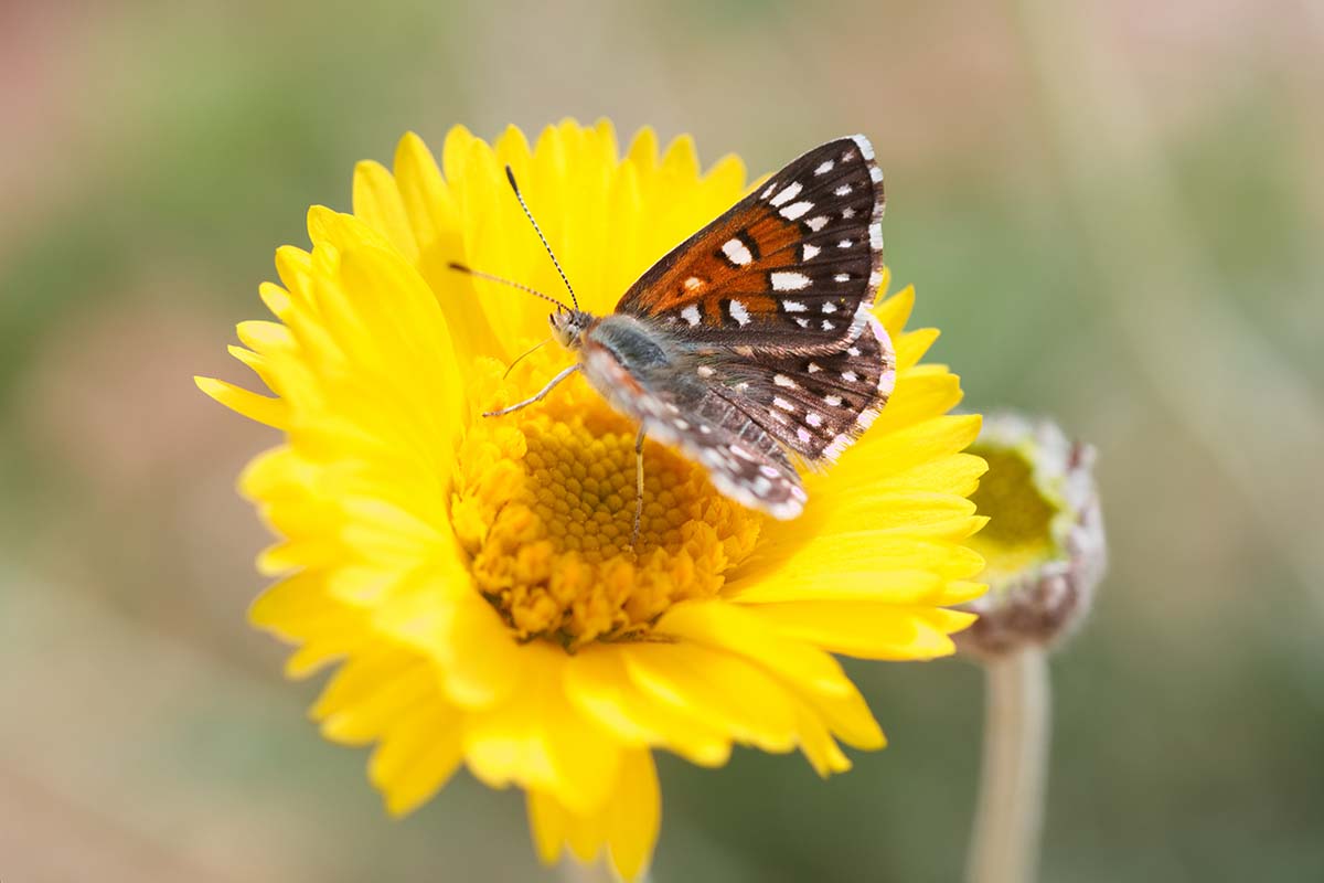 A close up horizontal image of a butterfly feeding on a desert marigold flower pictured on a soft focus background.