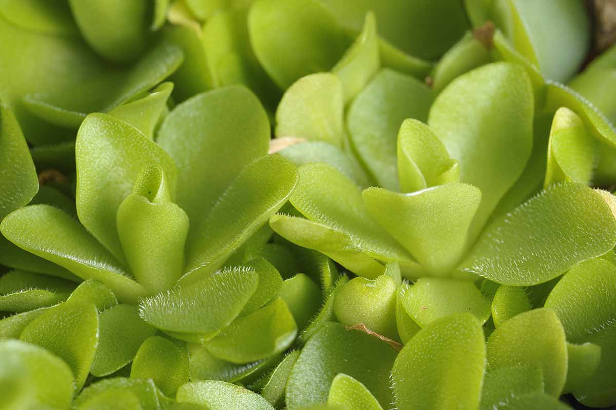A close up horizontal image of a butterwort (Pinguicula) growing indoors.
