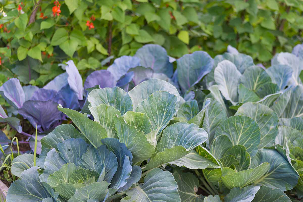 A close up horizontal image of cabbage growing with bean plants in the background.