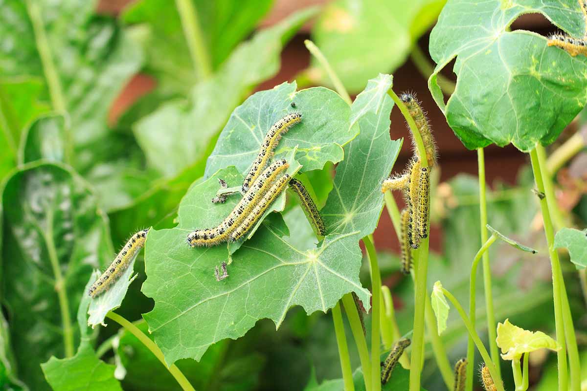 A close up horizontal image of cabbage leaf butterfly caterpillars infesting a nasturtium plant.