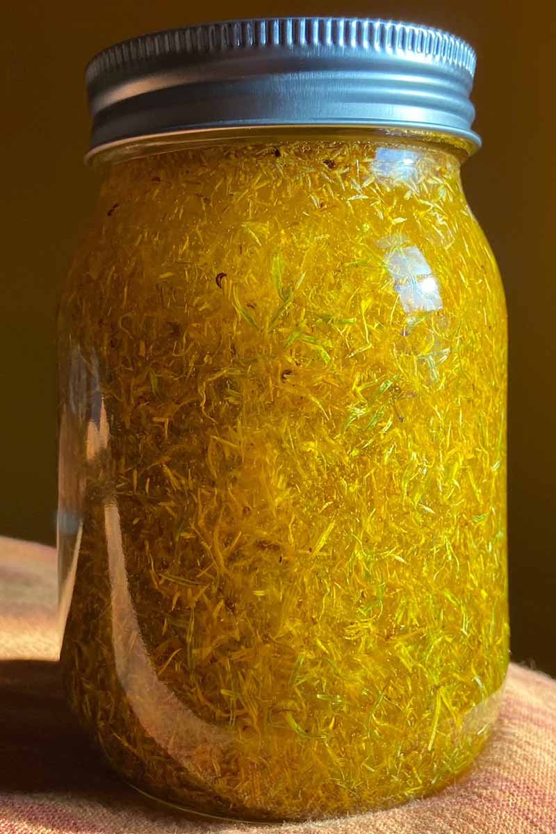 A close up vertical image of a calendula infusion in a jar set on a wooden surface.