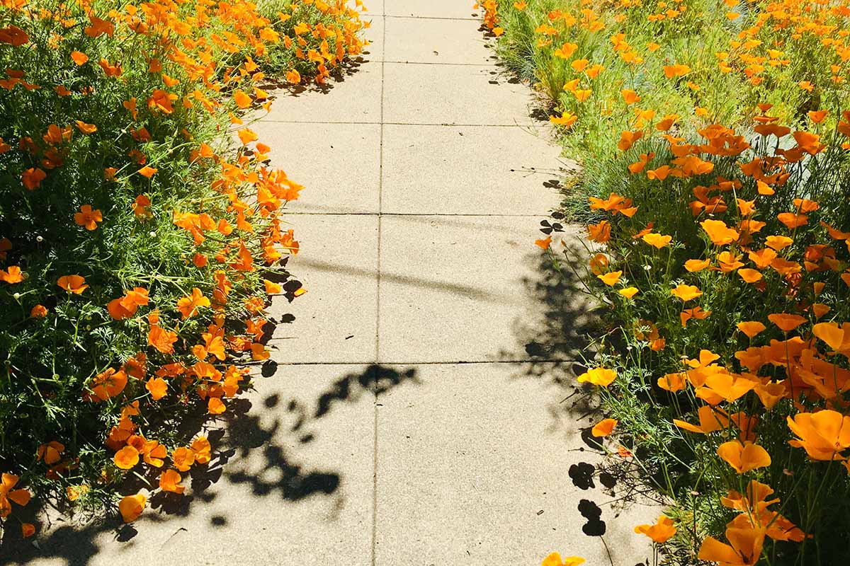 A close up horizontal image of a paved walkway lined with bright orange California poppies pictured in bright sunshine.