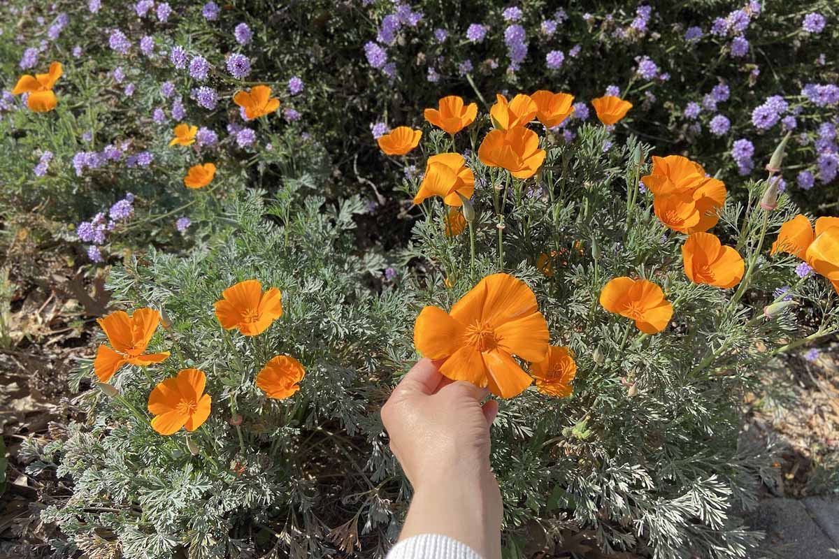 A close up horizontal image of a hand from the bottom of the frame inspecting an orange California poppy flower (Eschscholzia californica ) growing in a sunny garden.