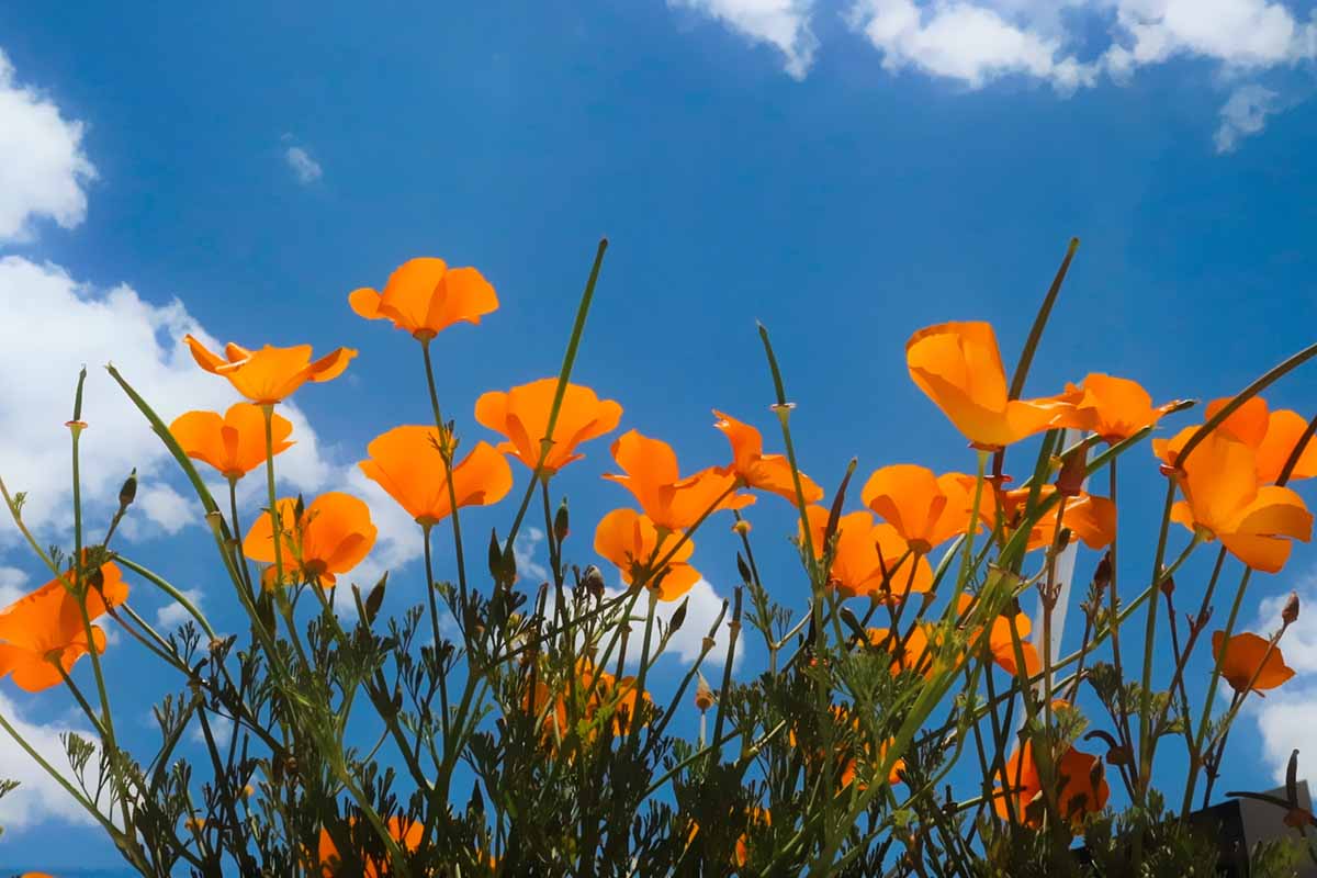 A horizontal image of bright orange California poppies (Eschscholzia californica) pictured from below on a blue sky background.
