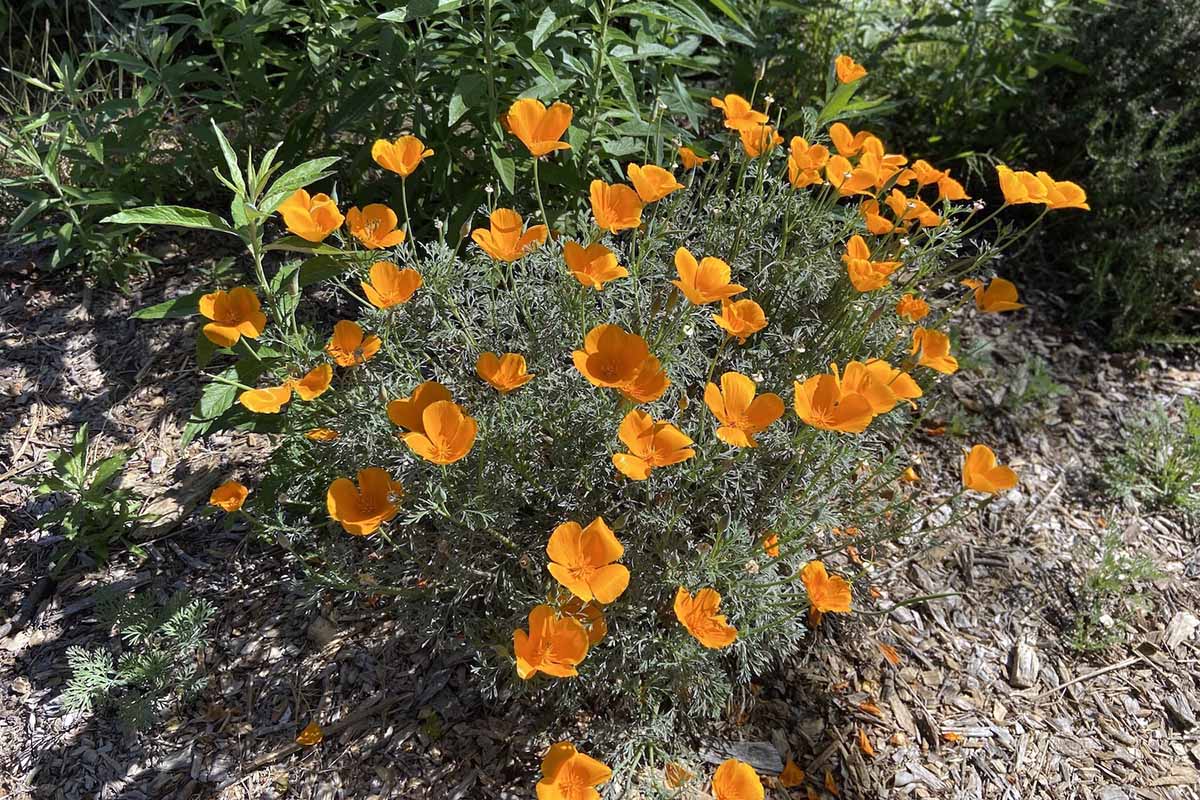 A close up horizontal image of a clump of California poppies (Eschscholzia californica ) growing in a sunny garden.