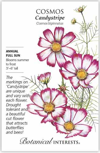 A close up vertical image of a seed packet of Cosmos 'Candystripe' with text to the left of the frame and a hand-drawn illustration to the right.