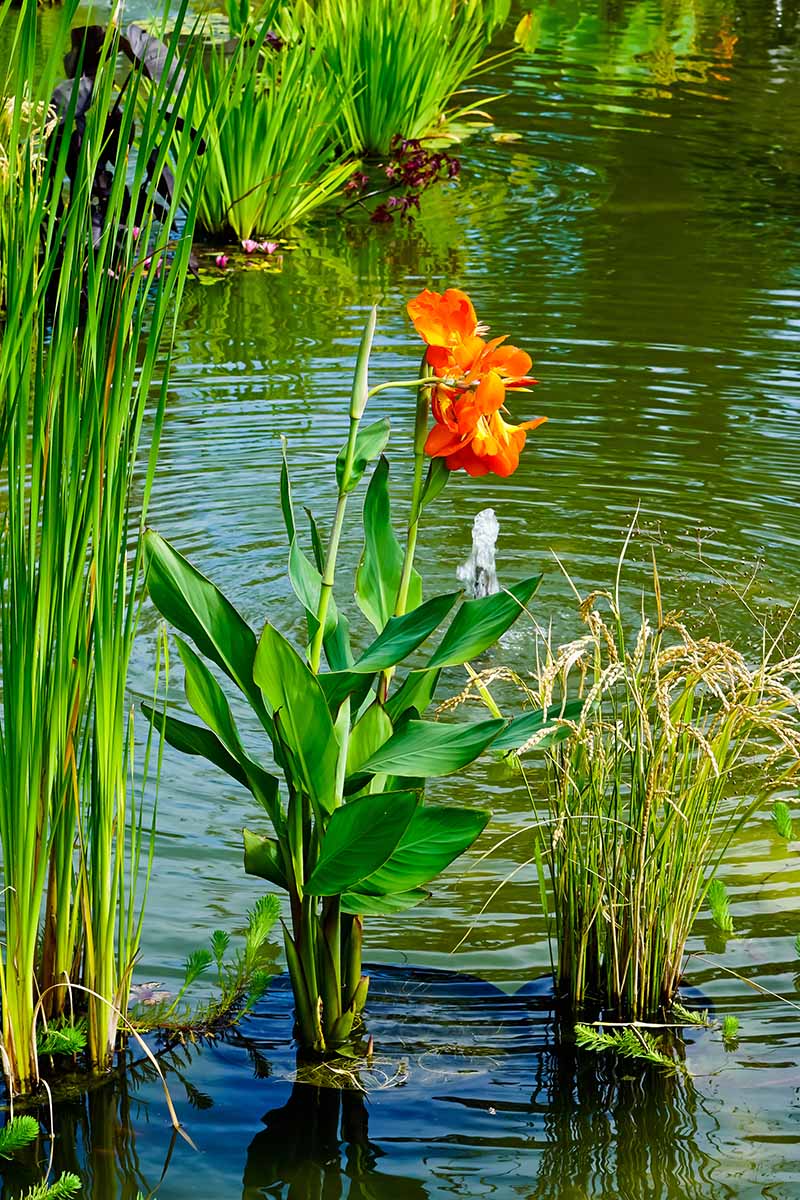 A close up vertical image of a canna lily growing in a garden pond with rushes and other perennials.
