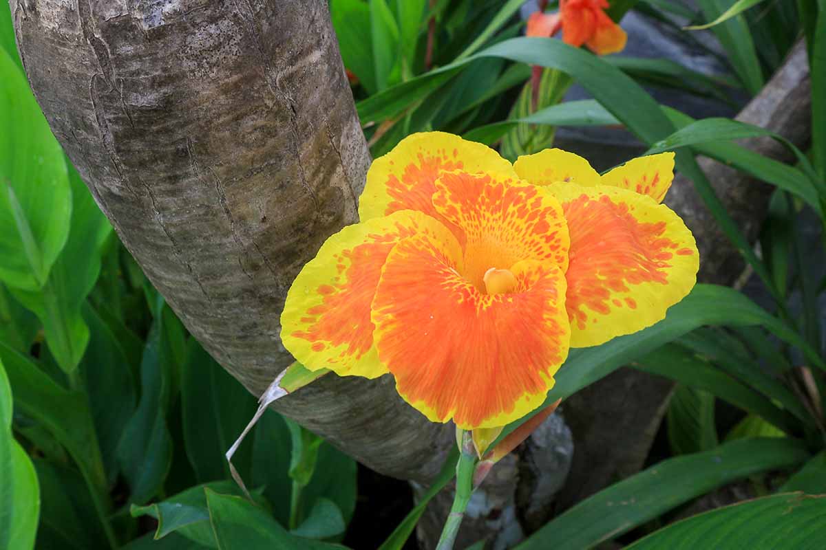 A close up horizontal image of a yellow and orange canna lily flower growing in the garden pictured on a soft focus background.