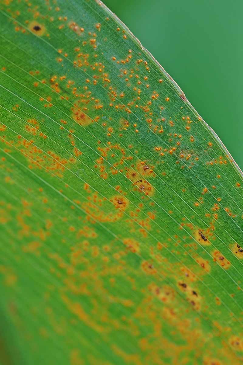 A close up vertical image of a leaf with the symptoms of canna rust.