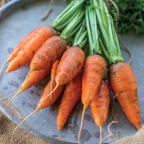 A close up square image of 'Caracus' carrots set on a gray metal plate.