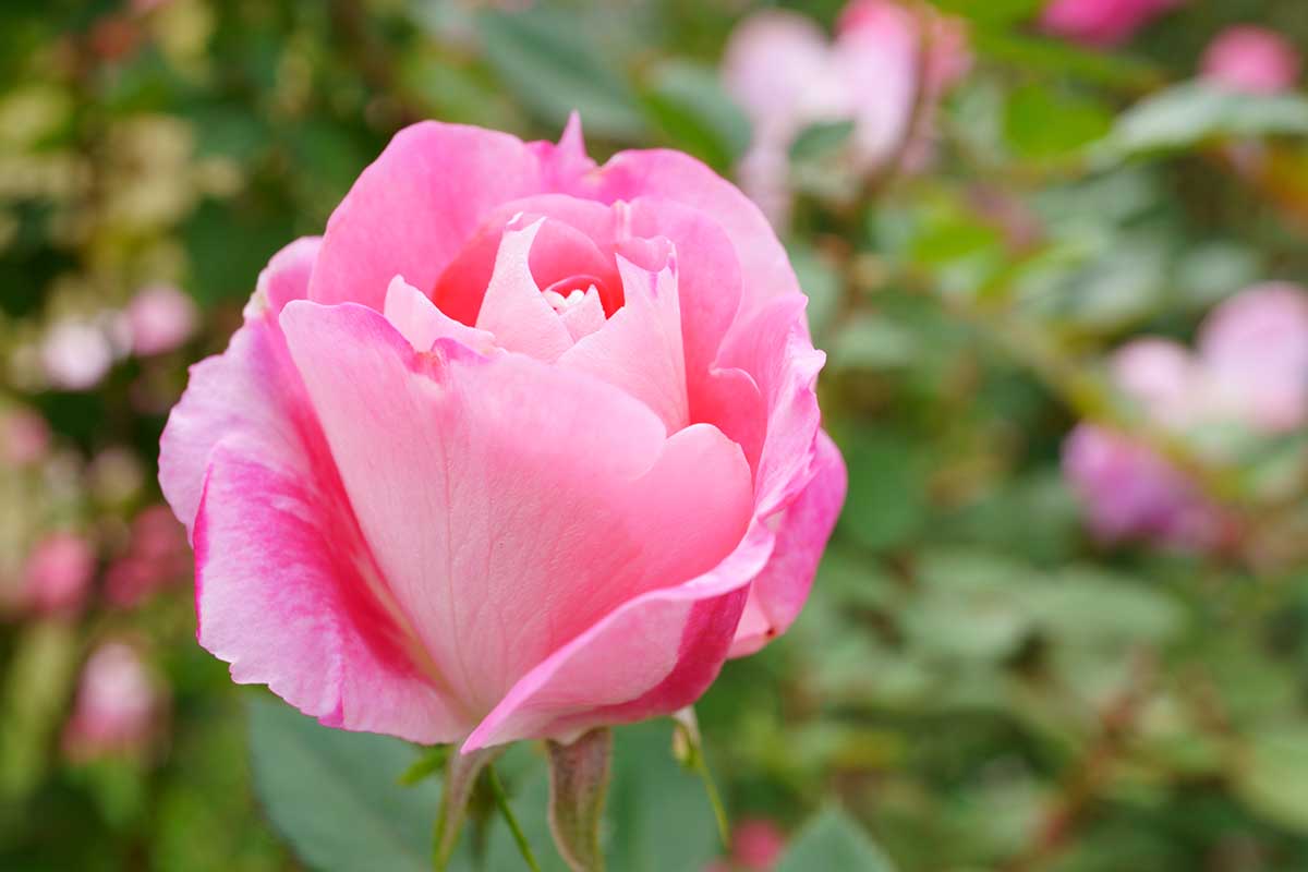 A close up horizontal image of a pink Rosa 'Carefree Wonder' flower pictured on a soft focus background.