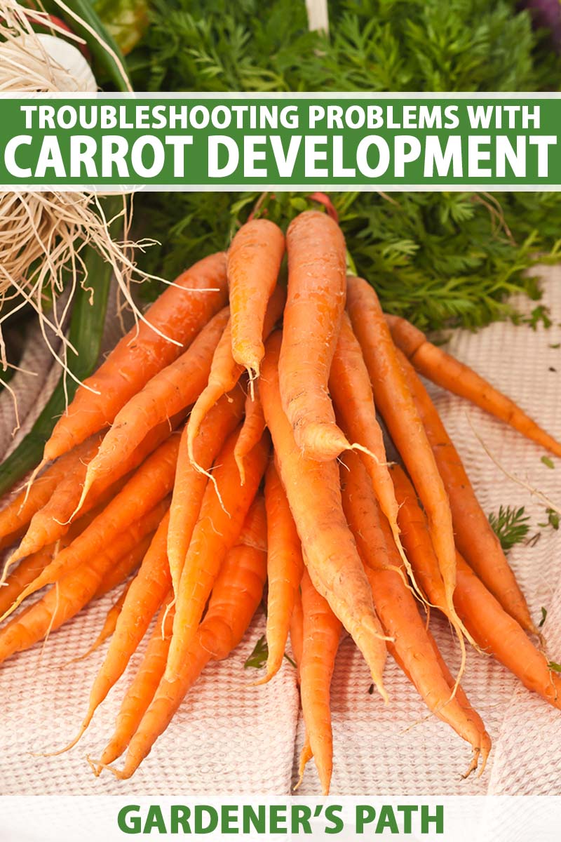 A close up vertical image of a bunch of freshly harvested and cleaned carrots with tops still attached. To the top and bottom of the frame is green and white printed text.