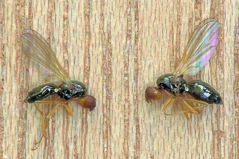A close up horizontal image of two carrot rust fly adults, despatched and set on a wooden surface.