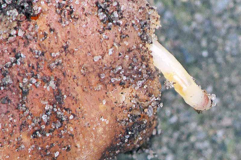 A close up horizontal image of a rust fly larva infesting a root vegetable.