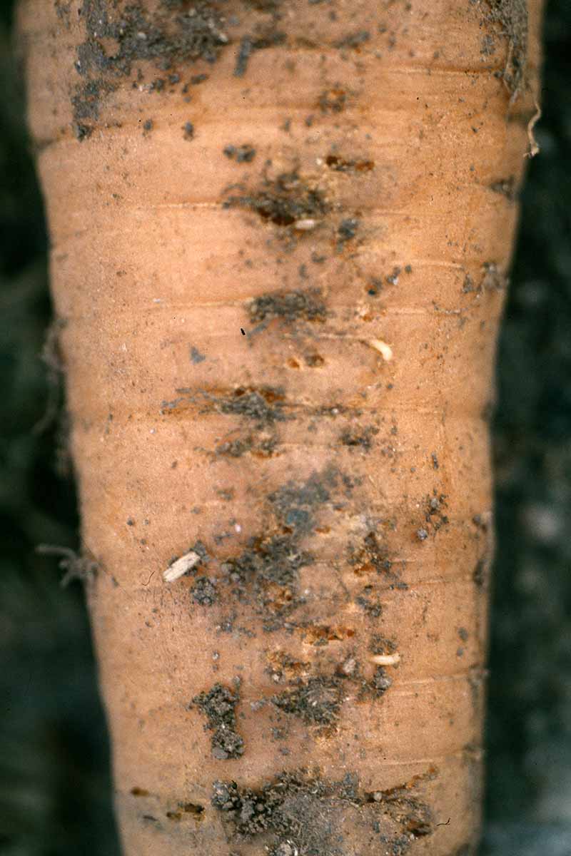 A close up vertical image of a carrot infested with rust fly larvae.
