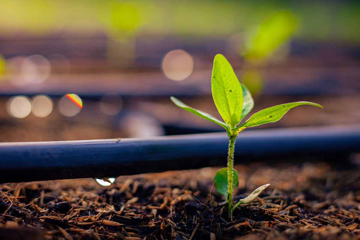 A close up horizontal image of a seedling growing in the ground with drip irrigation lines.