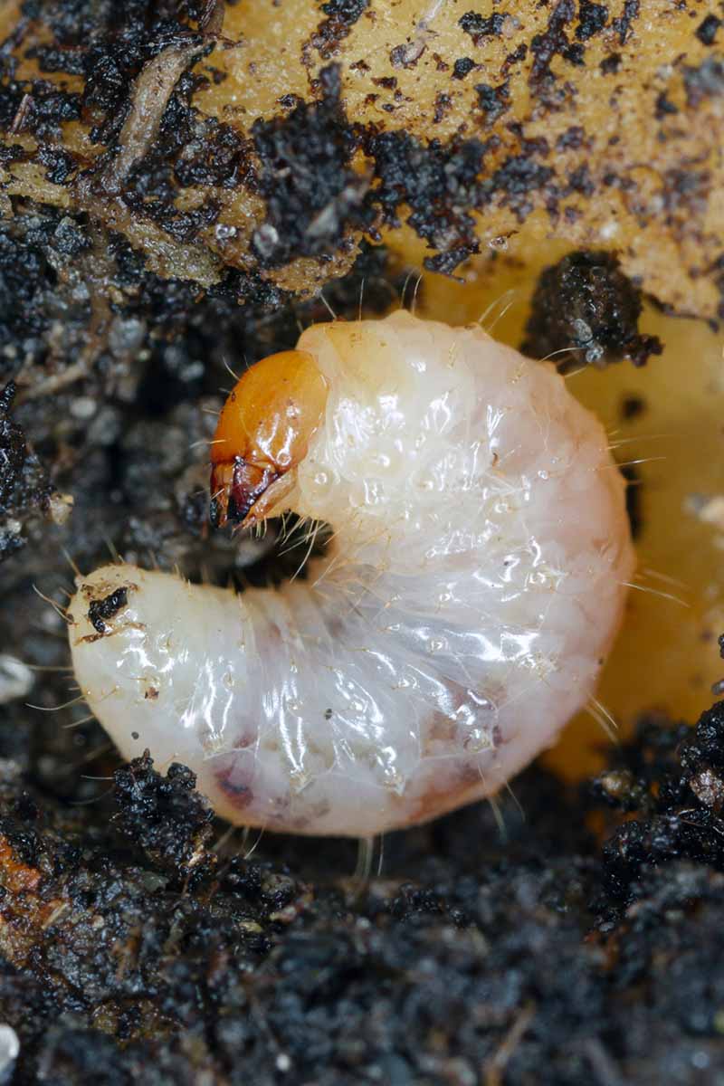 A close up vertical image of a carrot weevil larvae infesting a crop.