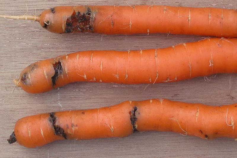 A close up horizontal image of carrots damaged by rust fly larvae set on a wooden surface.