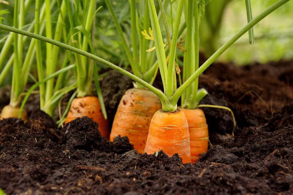 A close up horizontal image of carrots growing in the garden in dark, rich soil.