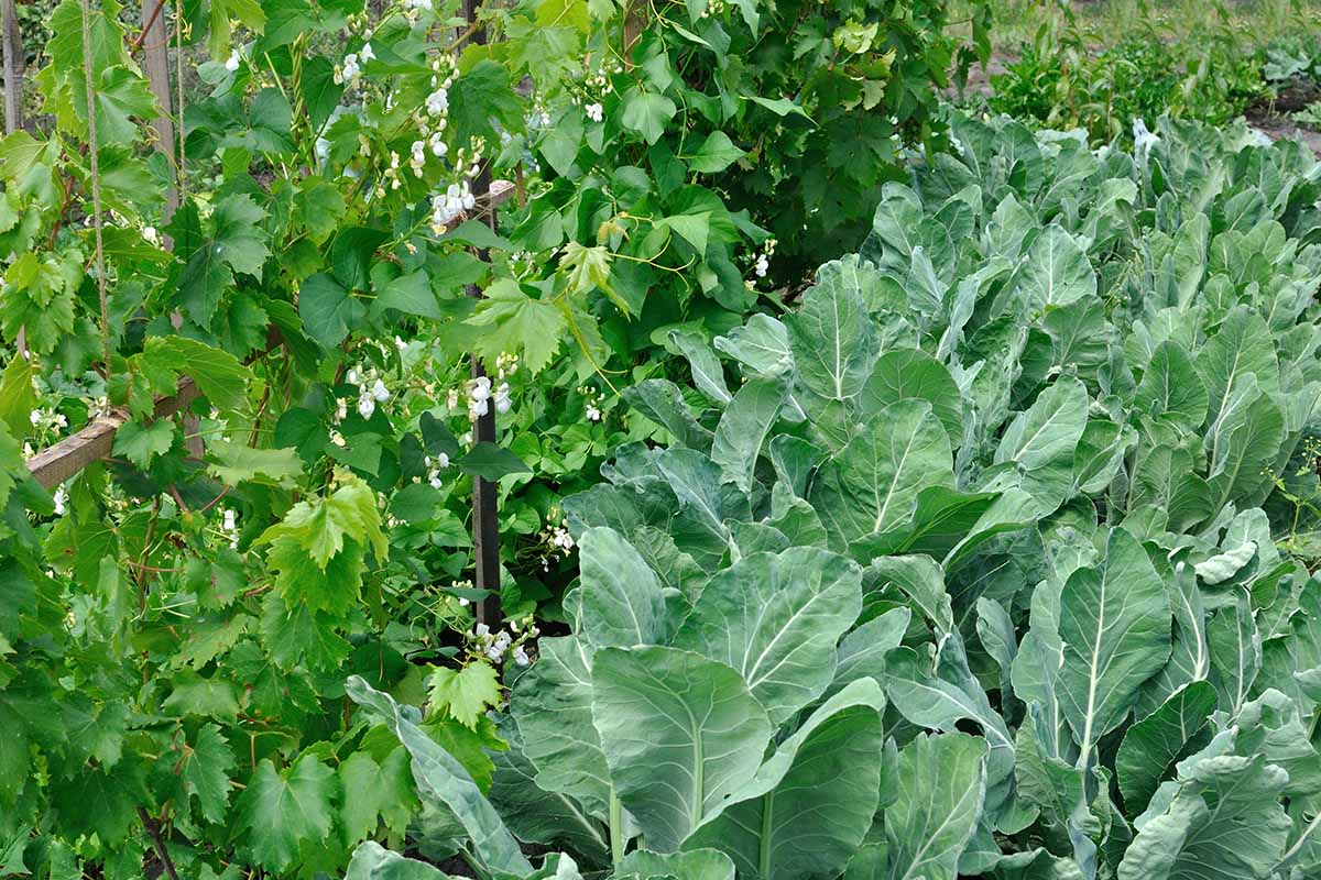 A horizontal image of cauliflower growing in the garden.