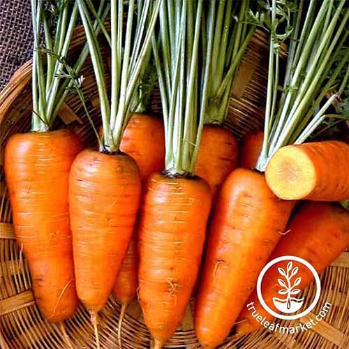 A close up square image of freshly harvested 'Chantenay Red Core' carrots set in a wicker basket. To the bottom right of the frame is a white circular logo with text.