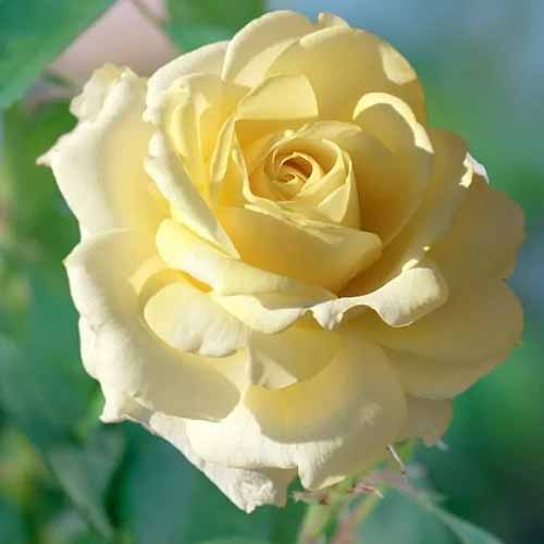 A close up square image of Rosa 'Chantilly Cream' flower pictured in bright sunshine on a soft focus background.