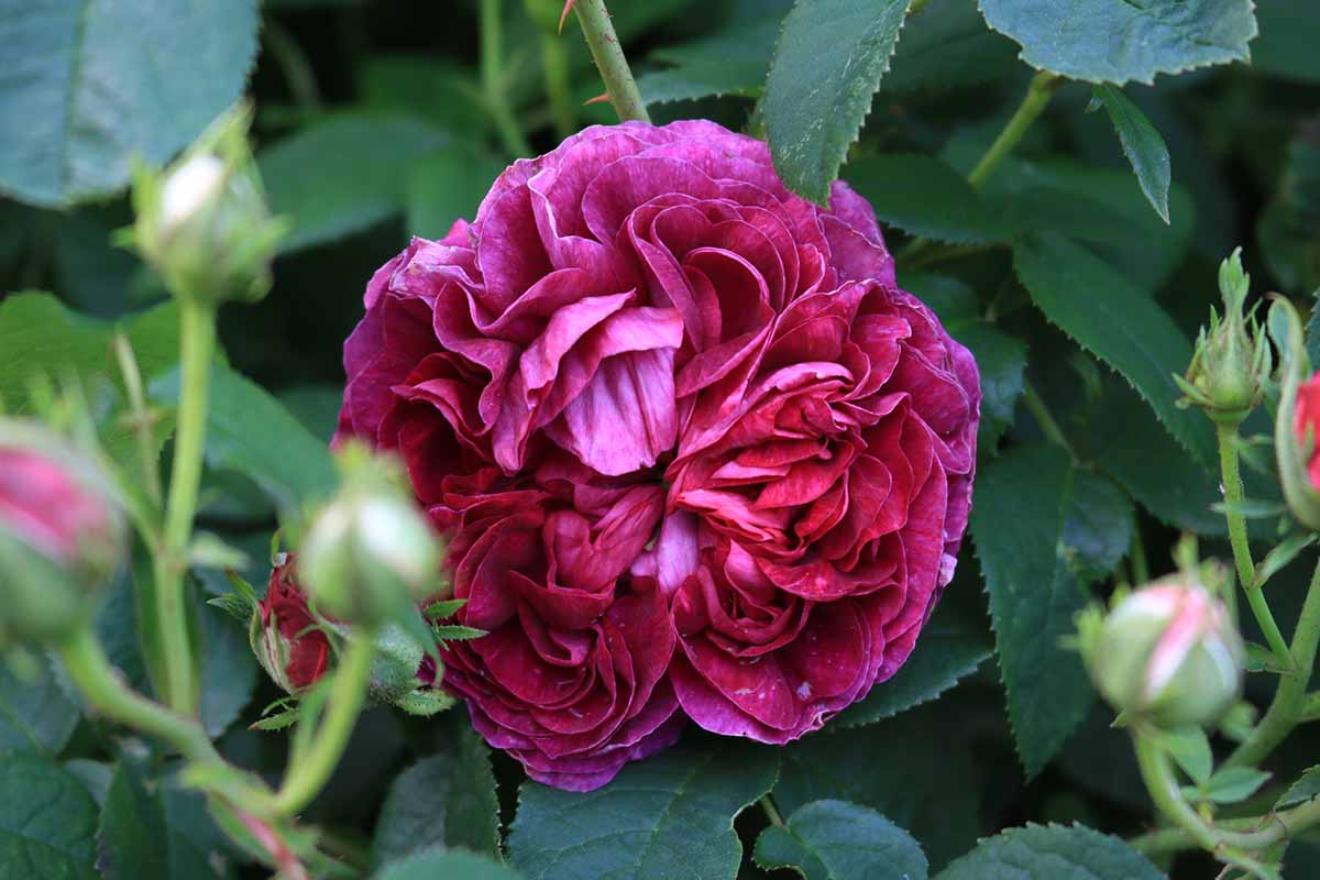 A close up of a Rosa 'Charles de Mills' flower growing in the garden surrounded by deep green foliage.