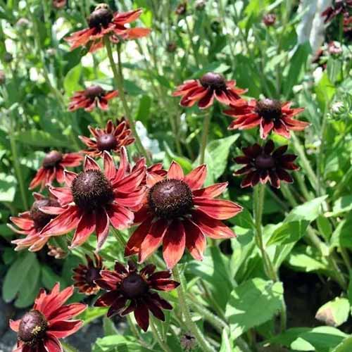 A square picture of Rudbeckia hirta 'Cherry Brandy' flowers growing in a sunny backyard.