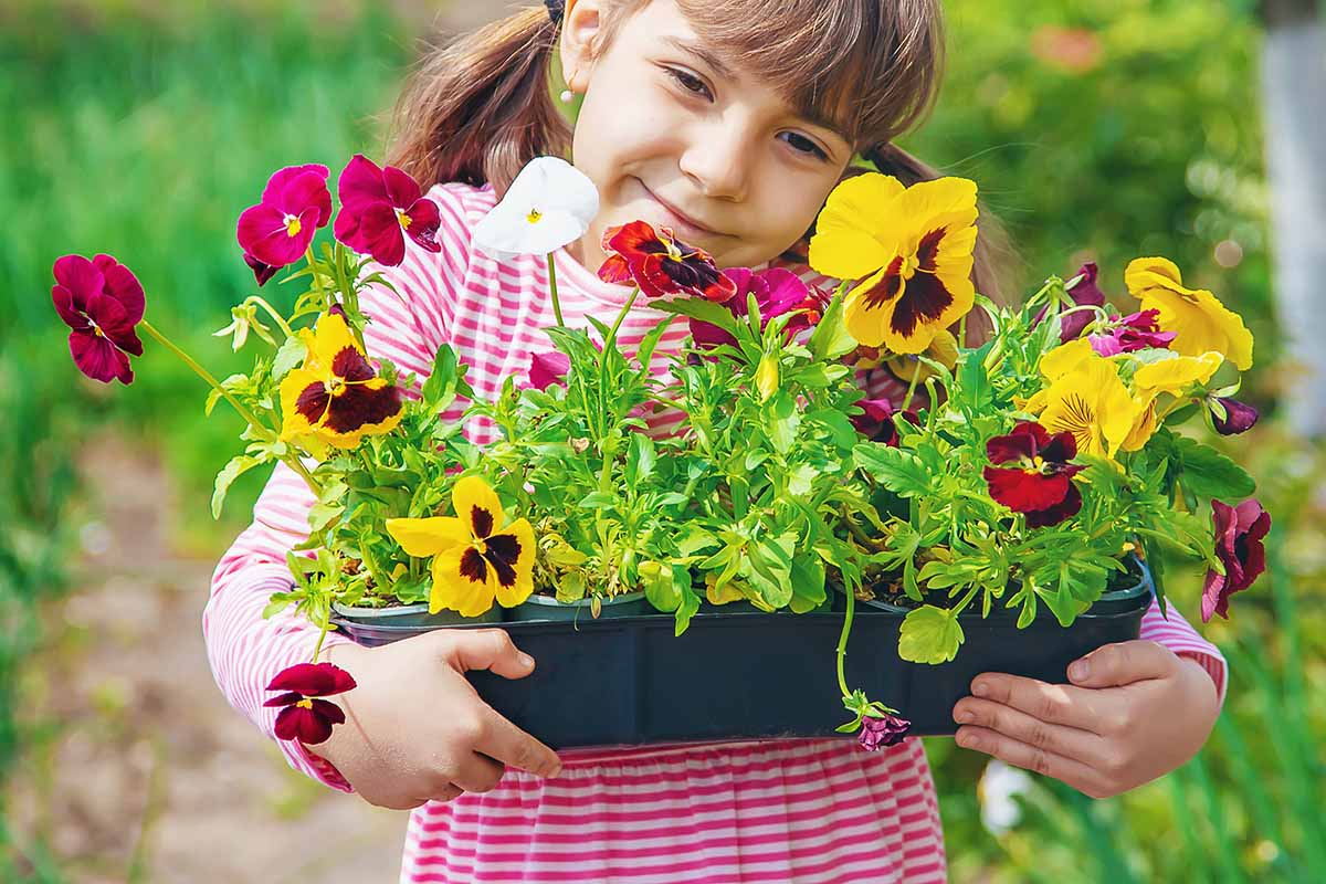 A close up horizontal image of a small child carrying a tray of nursery starts to plant out in the garden.