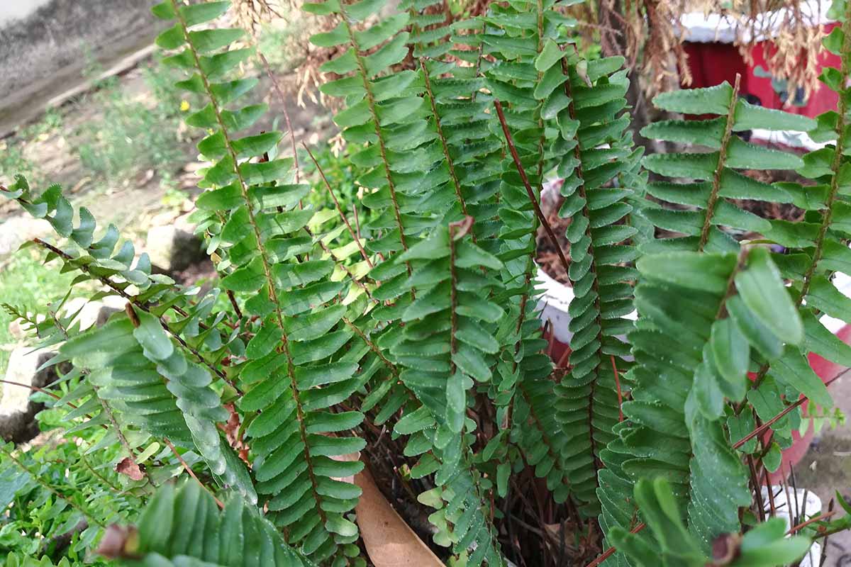 A close up of a Christmas fern growing in a pot outdoors.