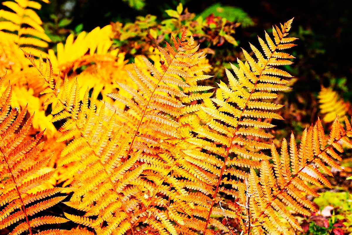 A close up of the bright orange foliage of a cinnamon fern growing in the garden pictured on a soft focus background.