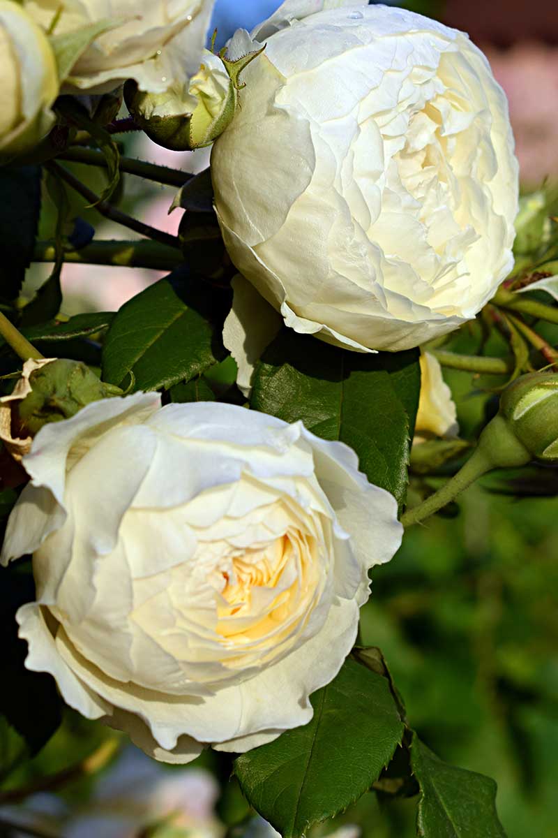 A close up vertical image of 'Claire Austin' roses growing in the garden pictured in light filtered sunshine.