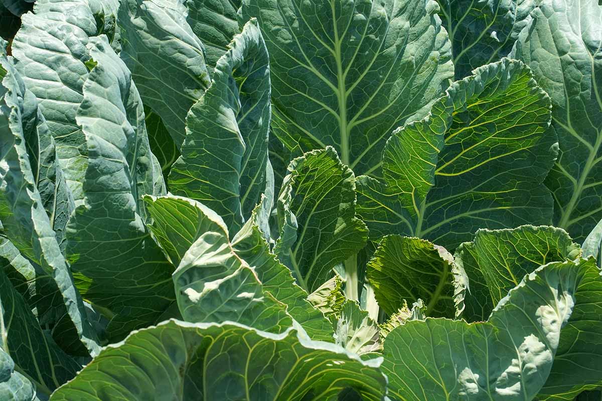A close up of collard greens growing in the garden pictured in bright sunshine.