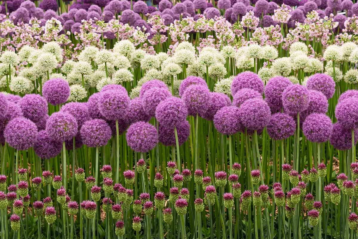 A close up horizontal picture of purple and white flowering alliums growing in the backyard.