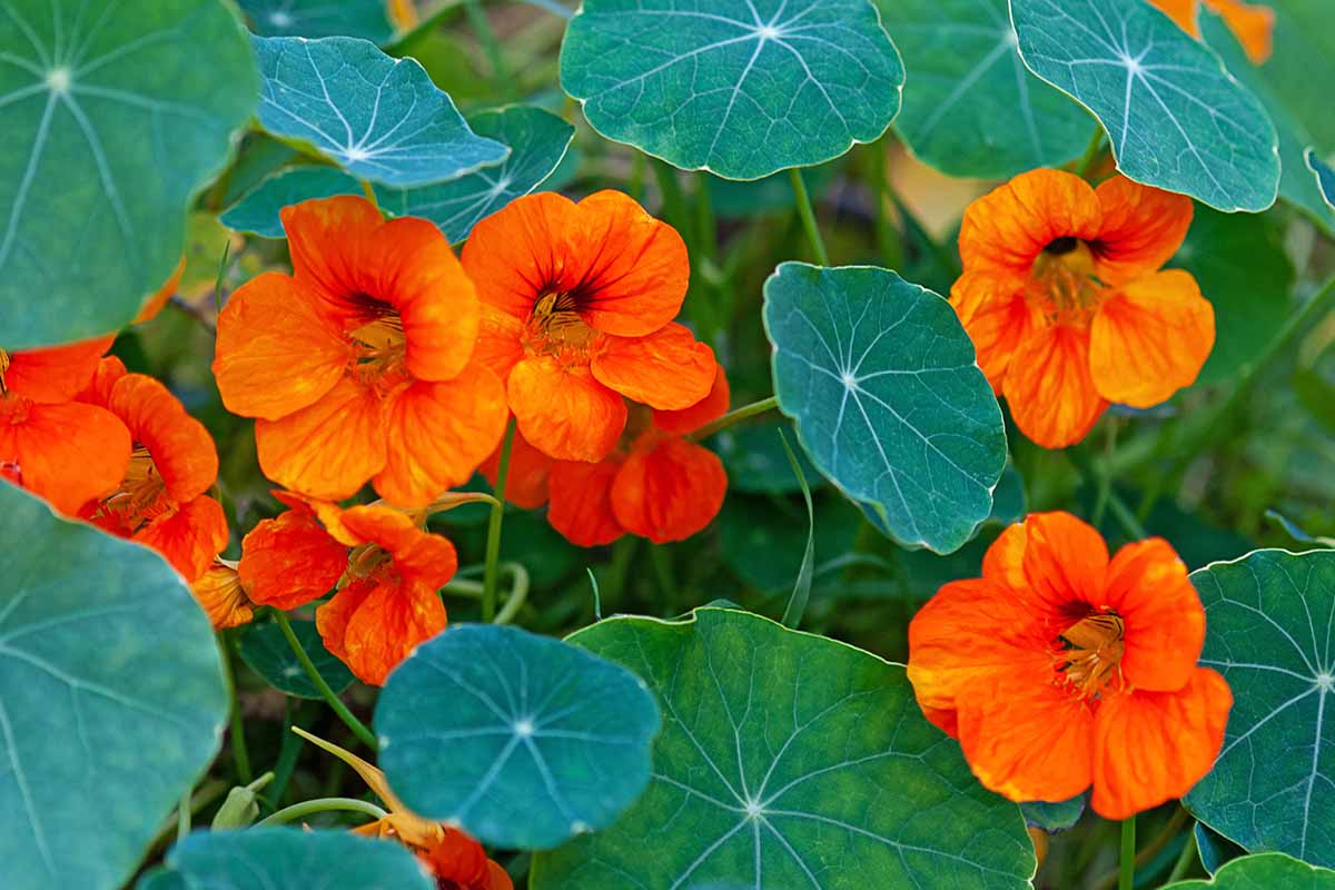 A close up horizontal image of bright orange nasturtiums growing in the garden pictured on a soft focus background.