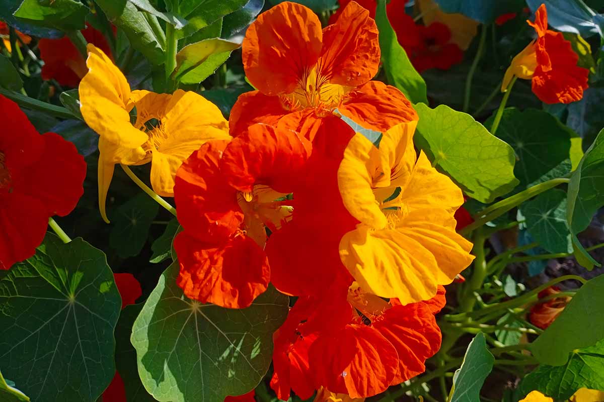 A close up horizontal image of red and yellow nasturtium flowers growing in the garden pictured in bright sunshine.