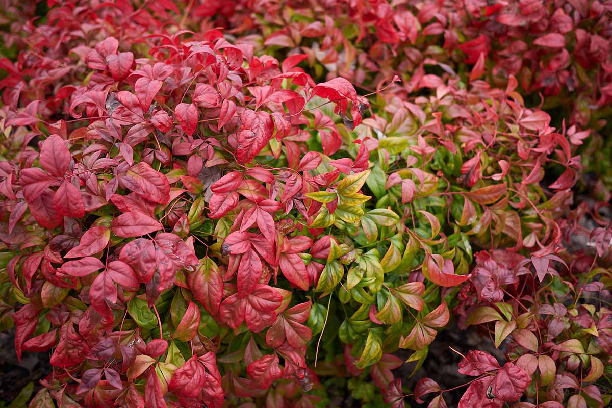 A close up horizontal image of the red and green foliage of Nandina domestica (heavenly bamboo) in the fall.