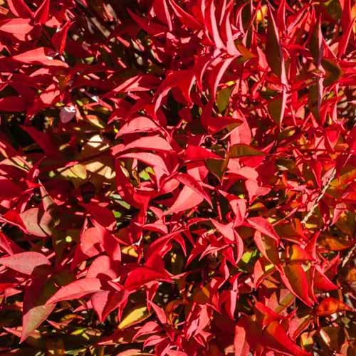 A square image of the bright red foliage of Nandina domestica 'Compacta' pictured in bright sunshine.