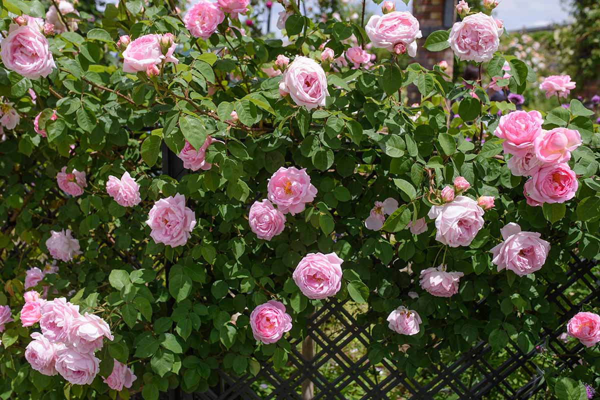 A horizontal image of climbing pink 'Constance Spry' roses on a plastic fence pictured in bright sunshine.