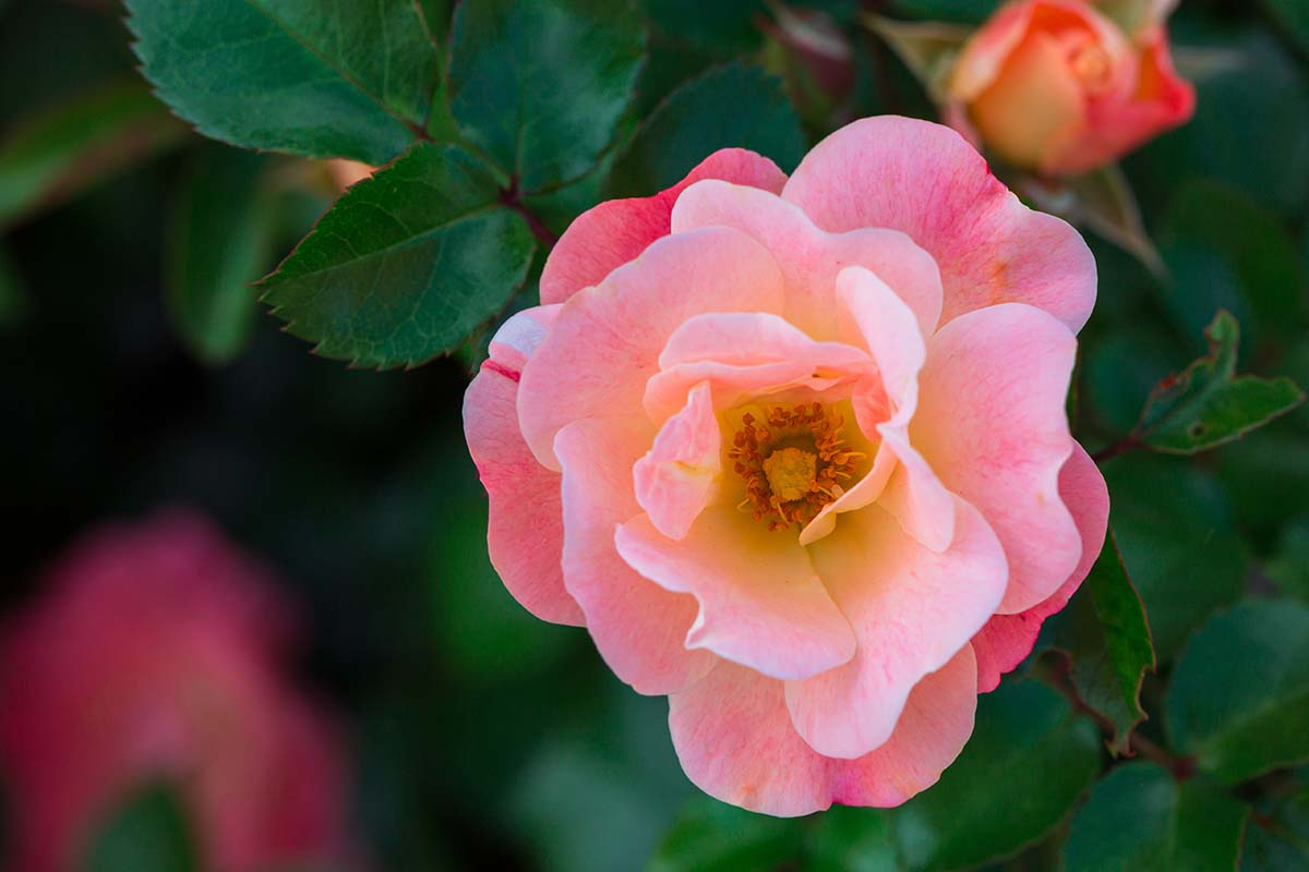 A close up horizontal image of Rosa 'Coral' growing in the garden pictured on a soft focus background.