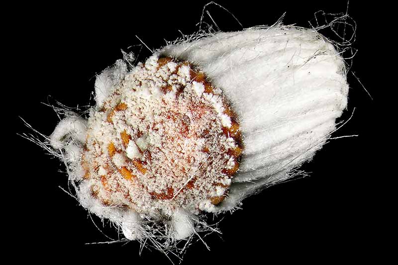 A close up horizontal image of a cottony cushion scale insect magnified, isolated on a black background.