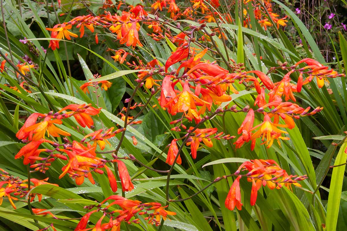 A close up of orange and red Crocosmia flowers growing in the garden.