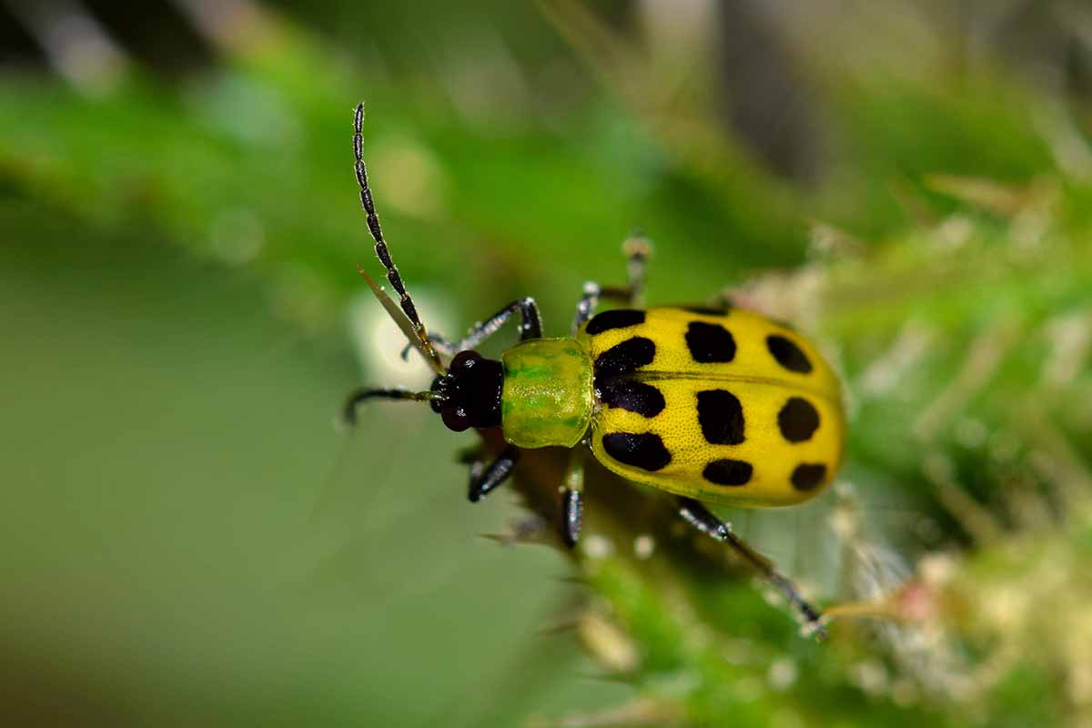 A close up horizontal image of a spotted cucumber beetle pictured on a soft focus background.