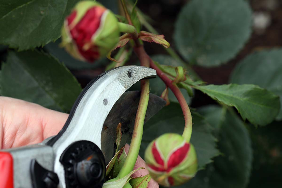 A close up horizontal image of a pair of secateurs cutting through the stem of a rose shrub.
