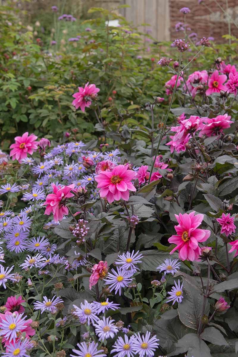 A vertical picture of dahlias growing in the landscape with light blue asters.