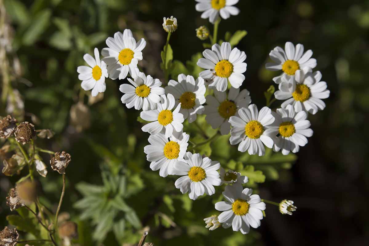A close up horizontal image of white Dalmatian chrysanthemum (Tanacetum cineariifolium) flowers growing in the garden pictured in light sunshine on a soft focus background.