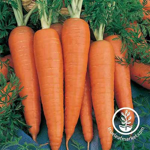 A close up square image of 'Danvers' carrots freshly harvested and cleaned. To the bottom right of the frame is a white circular logo with text.