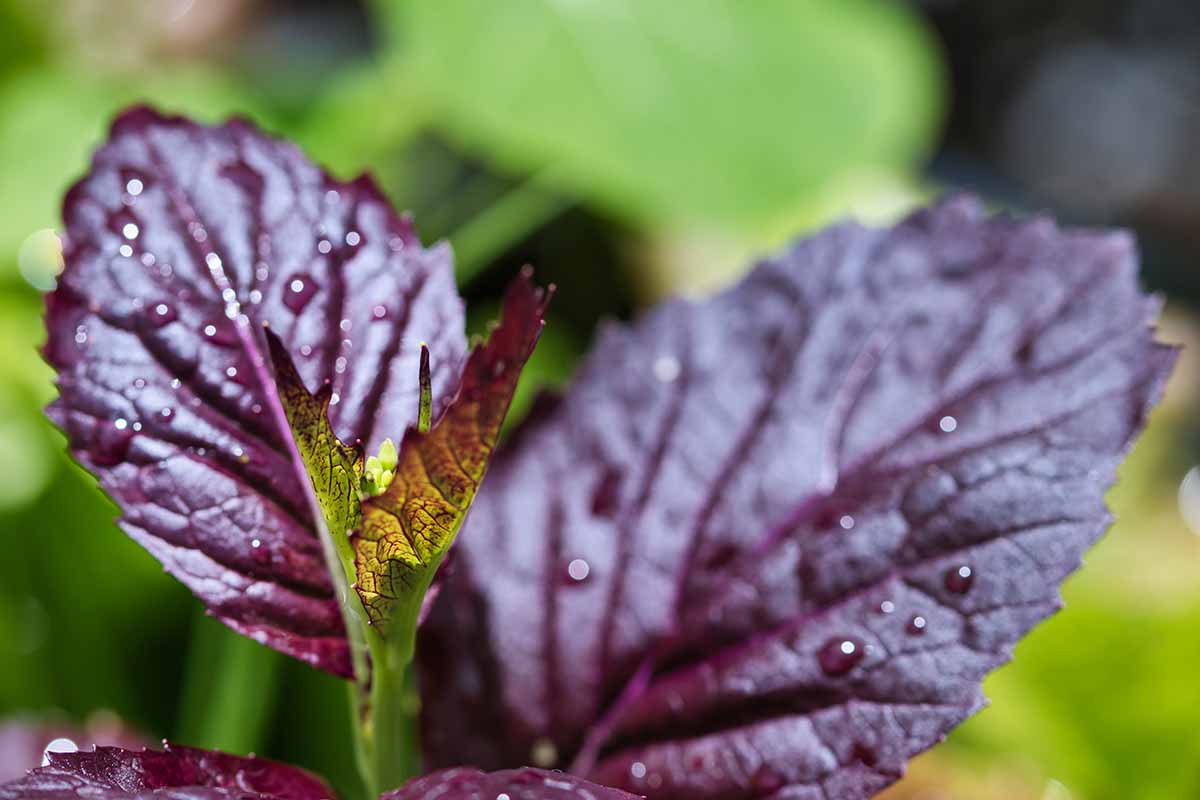A close up horizontal image of dark purple mustard greens growing in the garden pictured on a soft focus background.