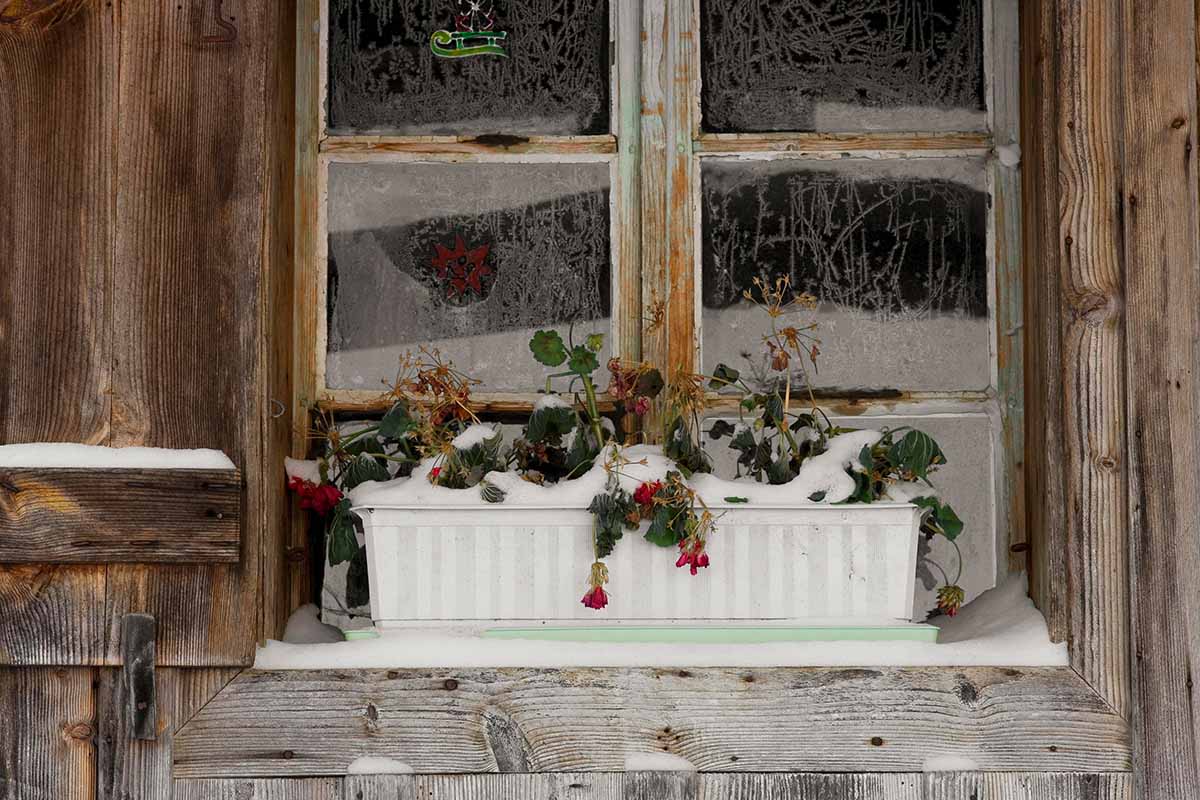 A close up horizontal image of a window box with dead plants covered in a layer of snow.
